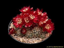 Sulcorebutia tarijensis ssp. carichimayuensis HE222-2 2066